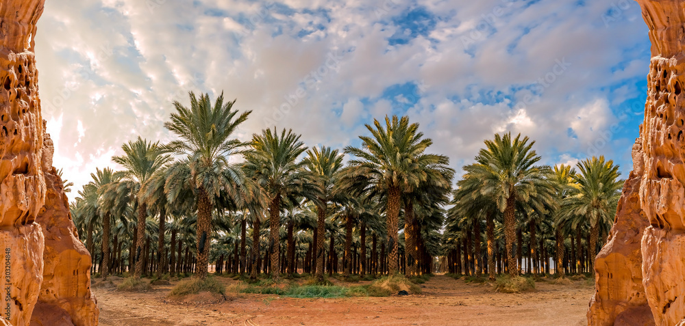 Date Palms in Tunisia